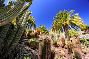 Cactus plantation and summer time 