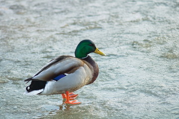 Duck freezes on the ice of the pond