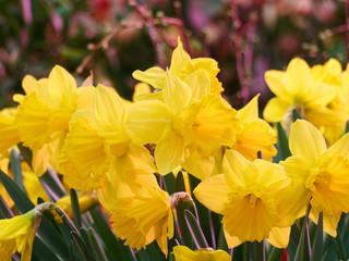 Yellow daffodil close up. Daffodils on a dark background.