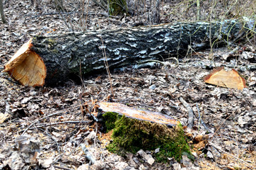 Illegal deforestation, destruction of nature, global catastrophe, the problem of ecology. Damage to Nature