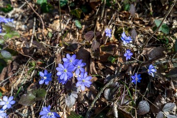 Lila Leberbl&uuml;mchen Veilchen im Fr&uuml;hling