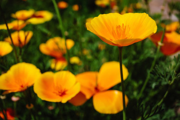Obraz premium Beautiful flower garden with a blurred background