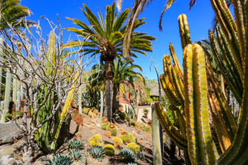 Cactus plantation and summer time 