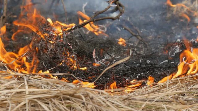 Dangerous wild fire in nature, burns dry grass. Burnt black grass in a forest glade