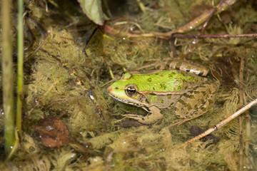 Teichfrosch