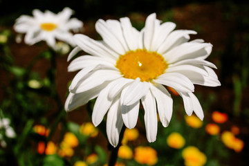 Beautiful flower garden with a blurred background