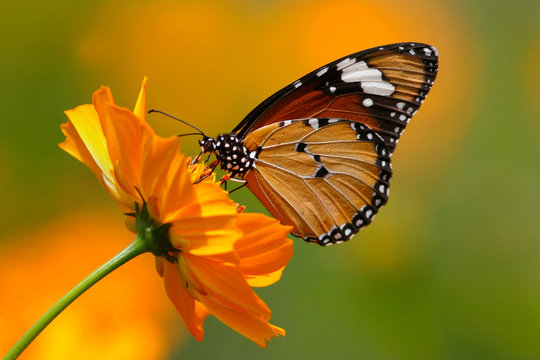 Butterfly on a flower, Indonesia