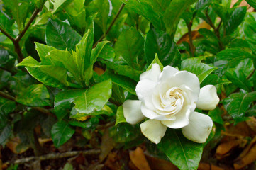 Rosa blanca