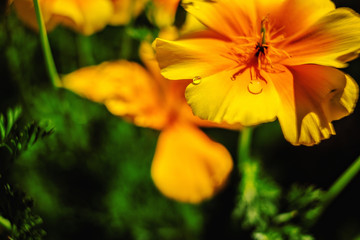 Beautiful flower garden with a blurred background
