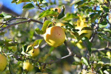 yellow apples on a tree in the garden.Apple harvest