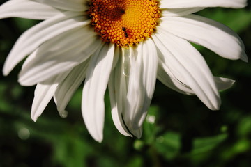 Beautiful flower garden with a blurred background