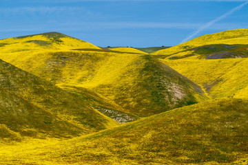 Beautiful yellow hills covered in hillside daisies and goldfield wildflowers at Carrizo Plain National Monument during 2019 super bloom