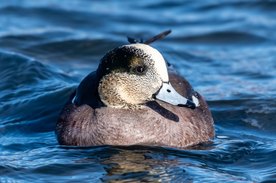 American Wigeon in a lake, British Columbia, Canada