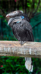 Black-casqued hornbill or black-casqued wattled hornbill. Latin name - Ceratogymna atrata