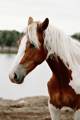 Gorgeous pinto stallion with nice bridle standing