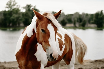 Naklejka premium Gorgeous pinto stallion with nice bridle standing
