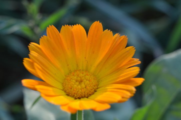 Calendula
