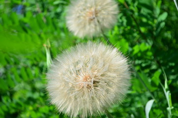 Dandelions