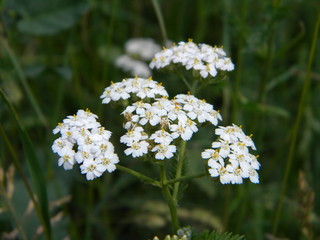 Achillea millefolium