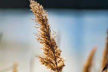 Golden, fluffy, soft and pleasant to the touch, the ear of reeds, against the blue sky in the evening at sunset. Small colorful landscape, beautiful picture.