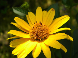 closeup of yellow flower