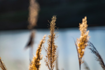 Golden, fluffy, soft and pleasant to the touch, the ear of reeds, against the blue sky in the evening at sunset. Small colorful landscape, beautiful picture.