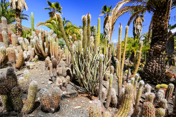 Fototapeta na wymiar cactus plantation and summer time 