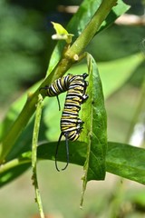 monarch caterpillar on a leaf