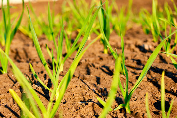 young green garlic sprouts in nature spring from the ground in the garden, vegetarian food