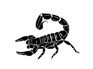 Graphical scorpion isolated on white background, vector illustration,tattoo