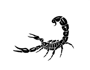 Graphical scorpion isolated on white background, vector illustration,tattoo