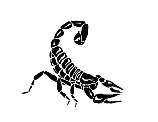Graphical scorpion isolated on white background, vector illustration,tattoo