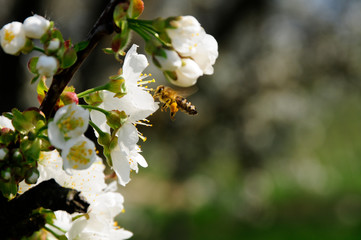 Biene auf Zwetschgenblüte