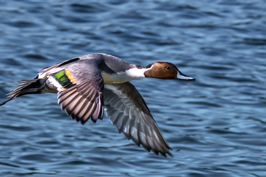 Northern Pintail flying over ocean, Canada