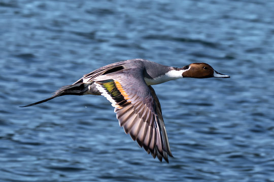 Northern Pintail flying over ocean, Canada