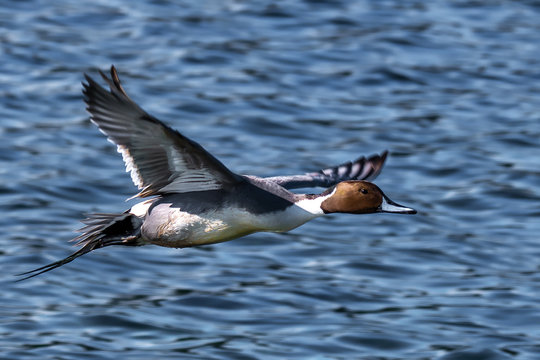 Northern Pintail flying over ocean, Canada