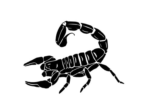 Graphical scorpion isolated on white background, vector illustration,tattoo