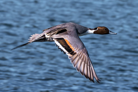 Northern Pintail flying over ocean, Canada