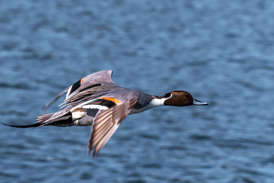 Northern Pintail flying over ocean, Canada
