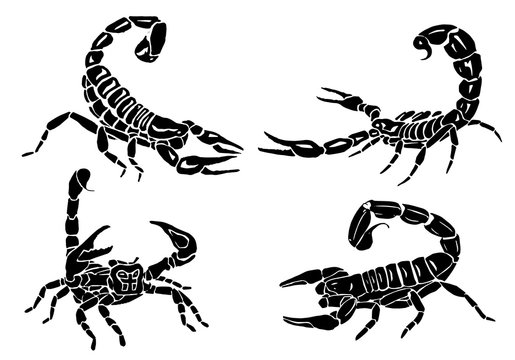 Graphical set of scorpions isolated on white background, vector illustration,tattoo