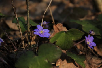 The first spring flowers in the forest.