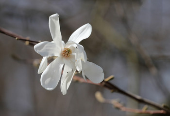 closeup of blossom of star magnolia