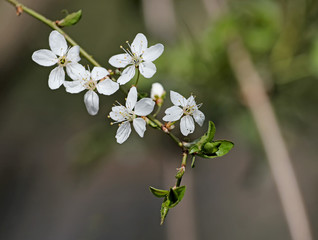 white flowers of a cherry tree