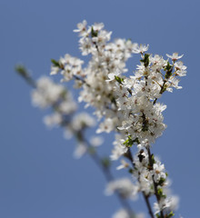 blossoming cherry tree