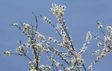 white flowers in spring, cherry