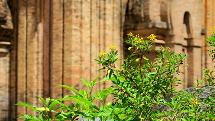 Naklejka na ściany i meble Old wall with ivy and yellow blossom 