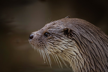 portrait of an otter