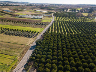 Aerial photo of an orange grove in spring
