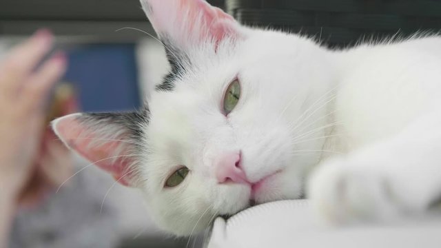 abby domestic shorthair cat grooming on the sofa looking at camera  4k video