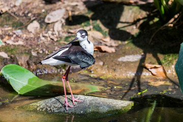 Black-winged stilt or Himantopus himantopus in nature